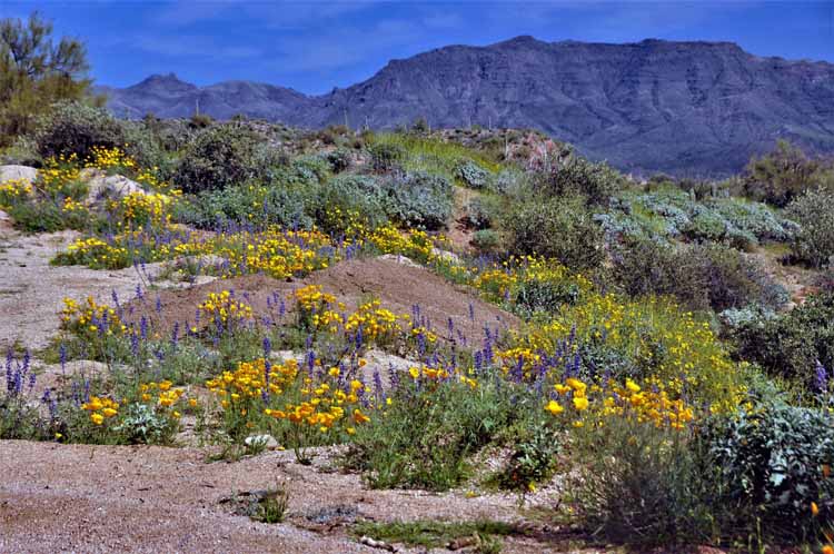 wildflowers